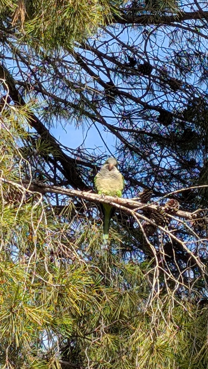 Monk Parakeet - ML628292274