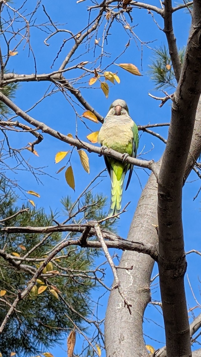 Monk Parakeet - ML628292275