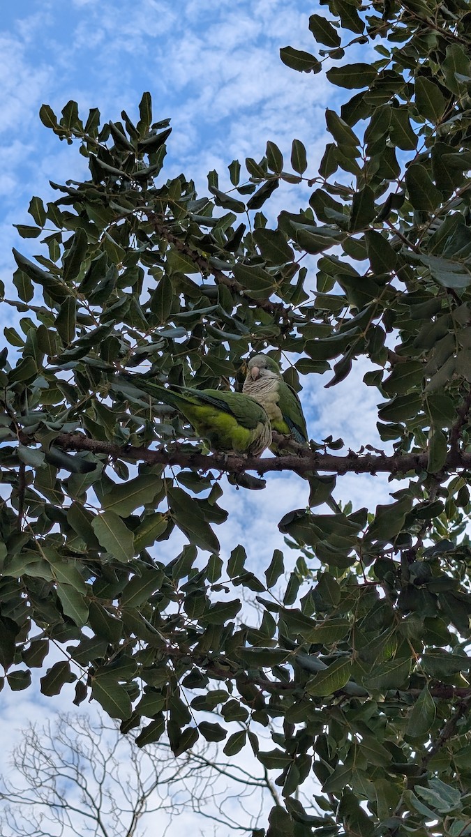 Monk Parakeet - ML628292276