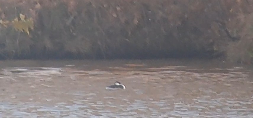 Horned Grebe - ML628292361