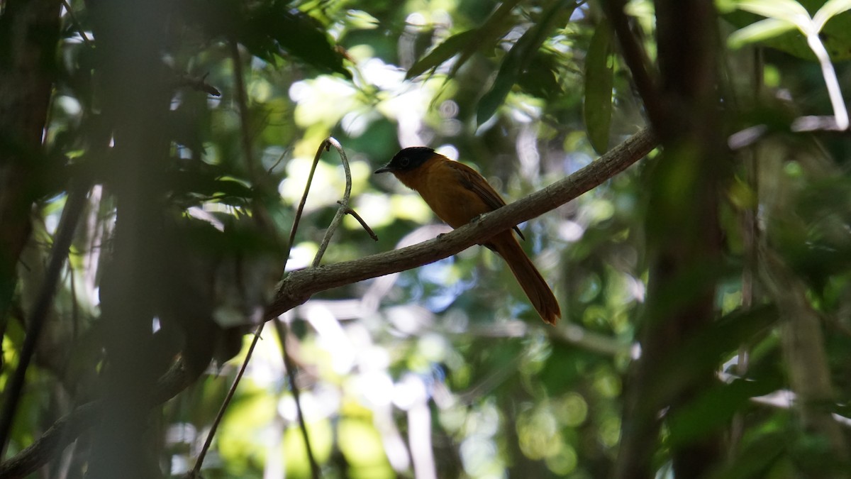 Malagasy Paradise-Flycatcher - ML628292371