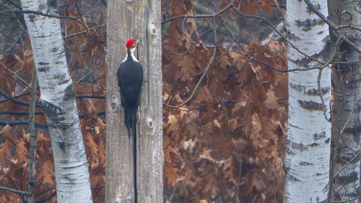 Pileated Woodpecker - ML628292408