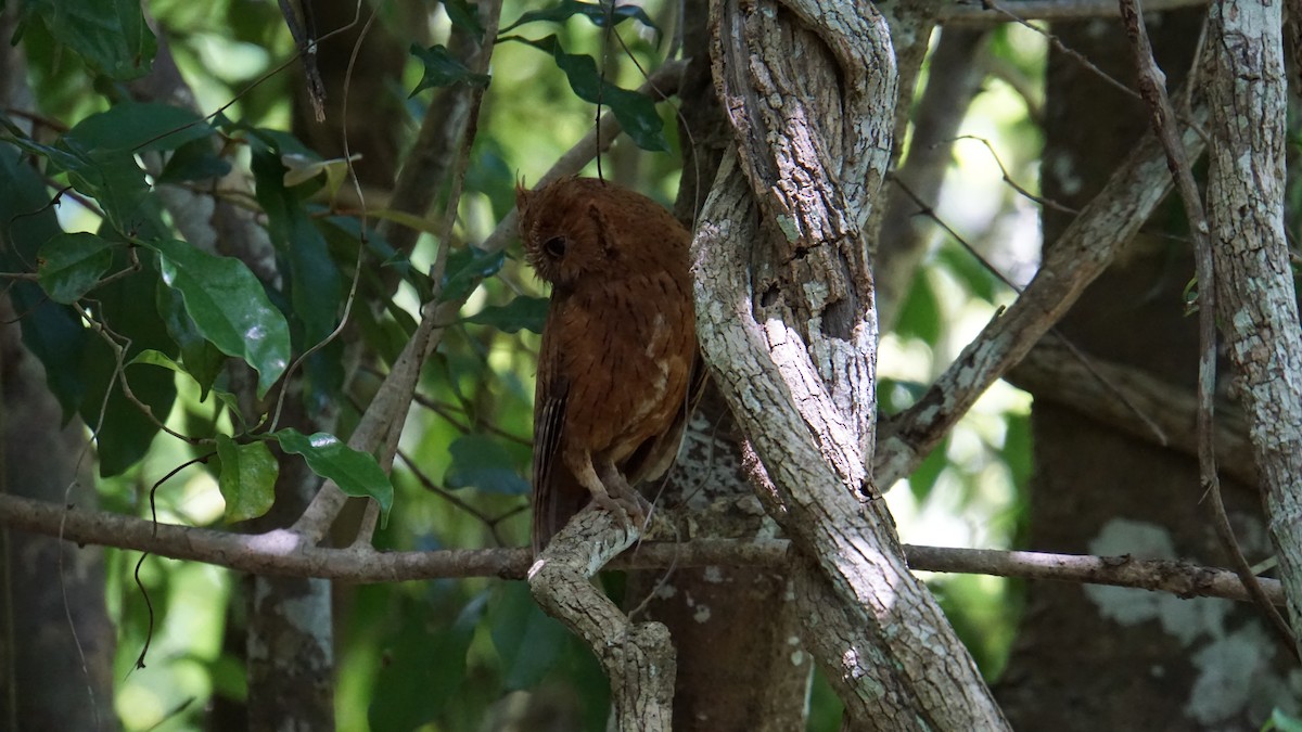 Madagascar Scops-Owl - ML628292444