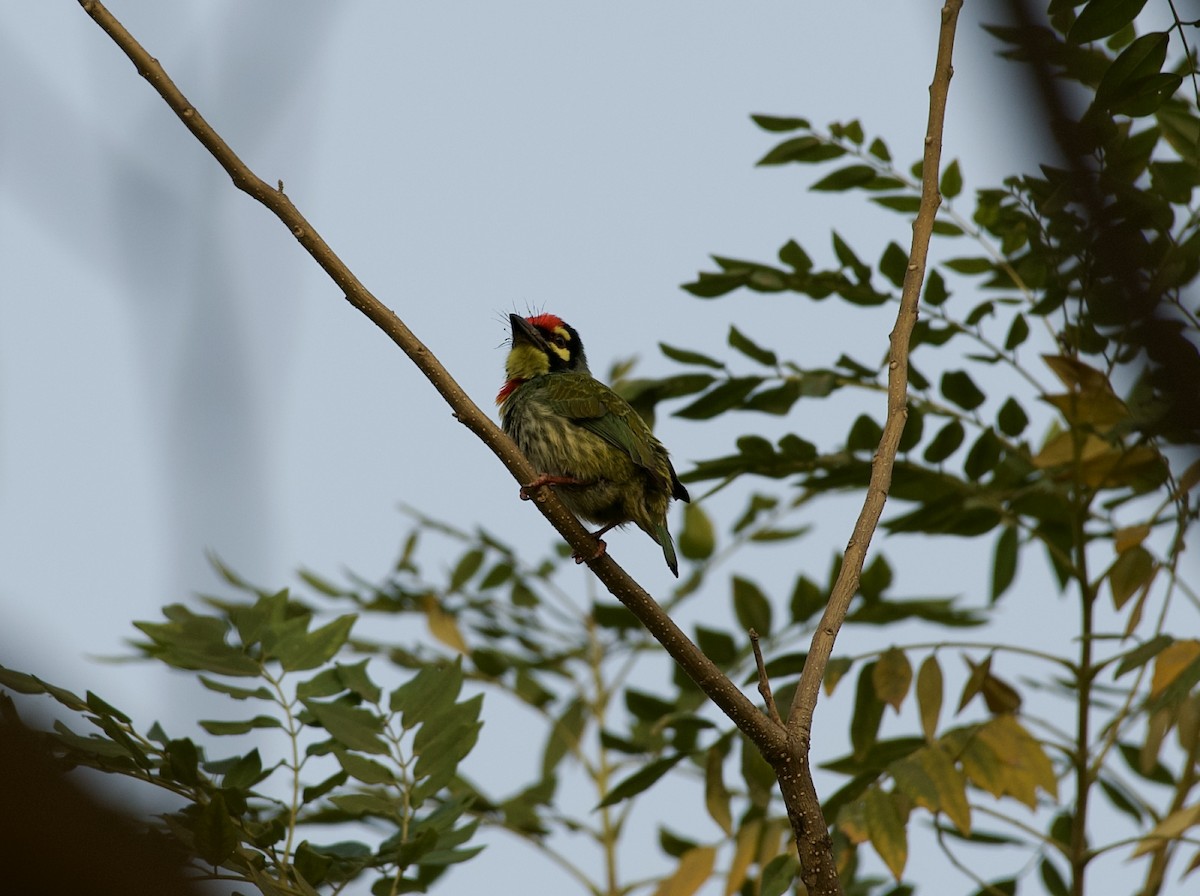 Coppersmith Barbet - ML628292580