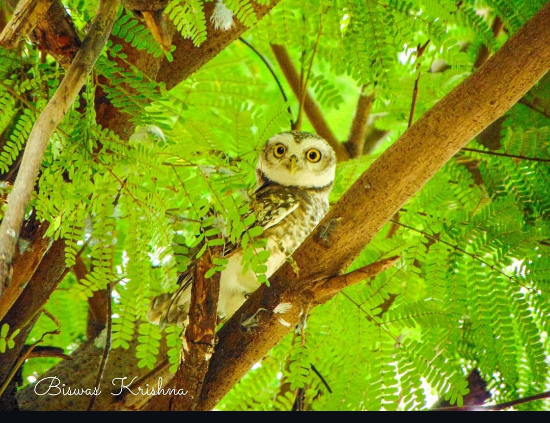 Spotted Owlet - ML628292588