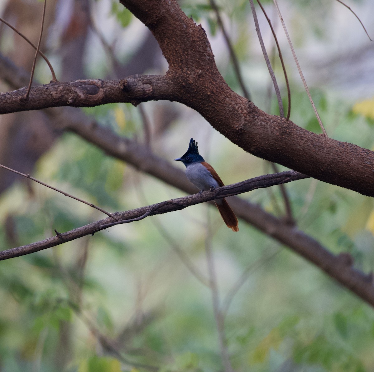 Indian Paradise-Flycatcher - ML628292609