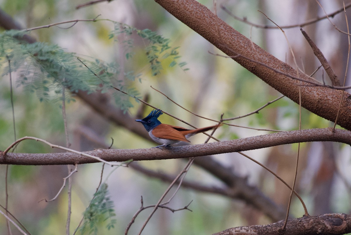 Indian Paradise-Flycatcher - ML628292610