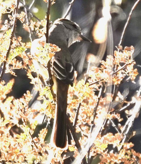 Ash-throated Flycatcher - ML628292684
