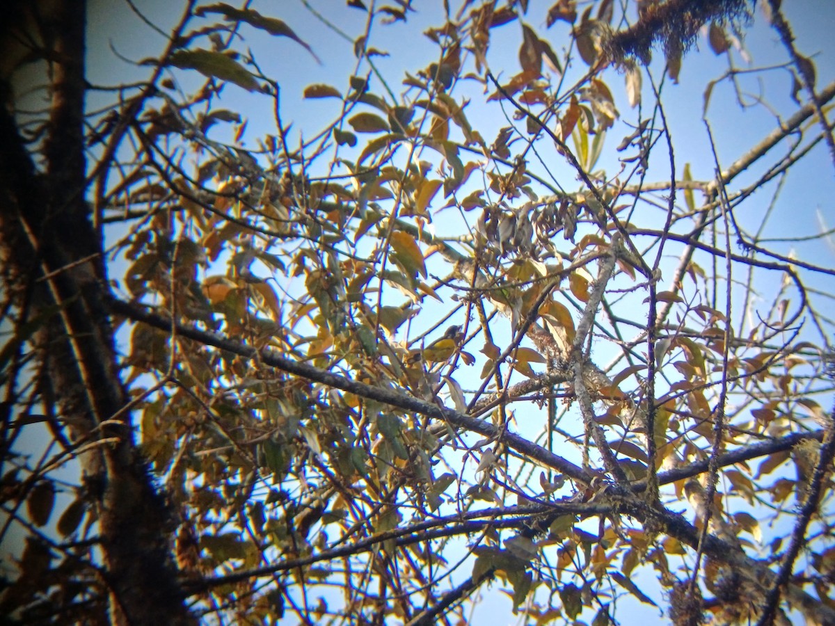 Yellow-bellied Flowerpecker - ML628292685