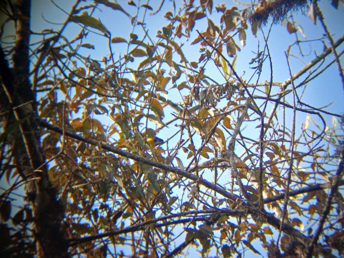 Yellow-bellied Flowerpecker - ML628292686