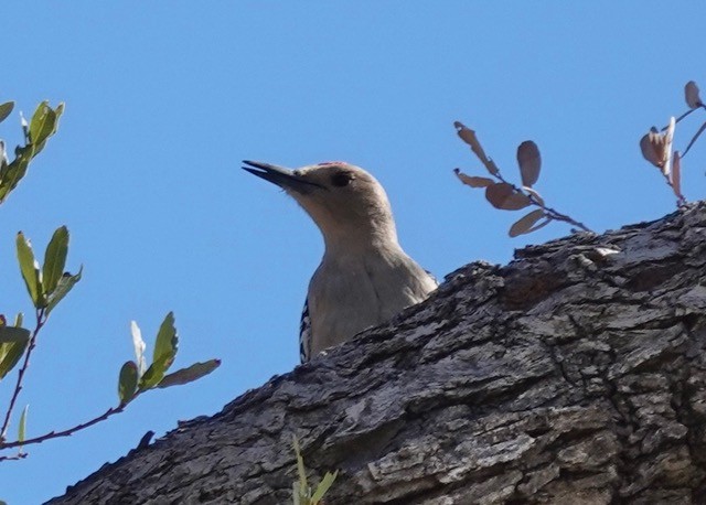 Gila Woodpecker - ML628292701