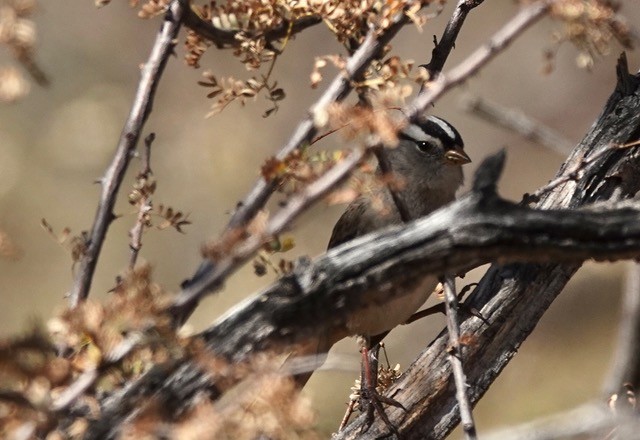 White-crowned Sparrow - ML628292728