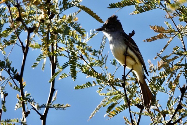 Ash-throated Flycatcher - ML628292758