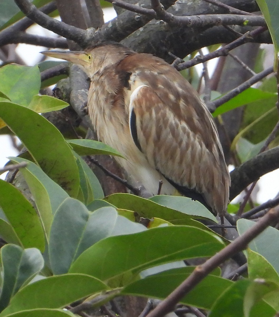 Yellow Bittern - ML628292765