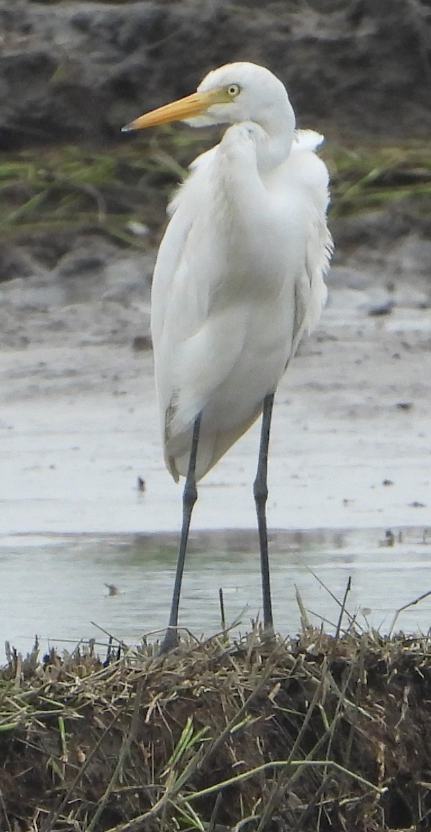 Medium Egret - ML628292787