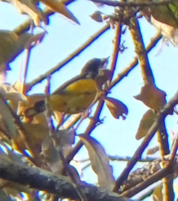 Yellow-bellied Flowerpecker - ML628292789