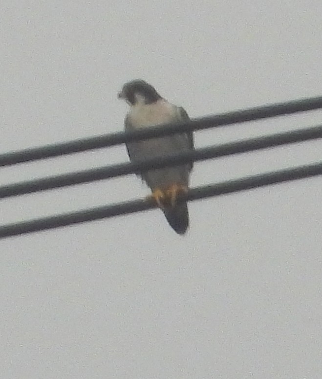 Peregrine Falcon - ML628292801