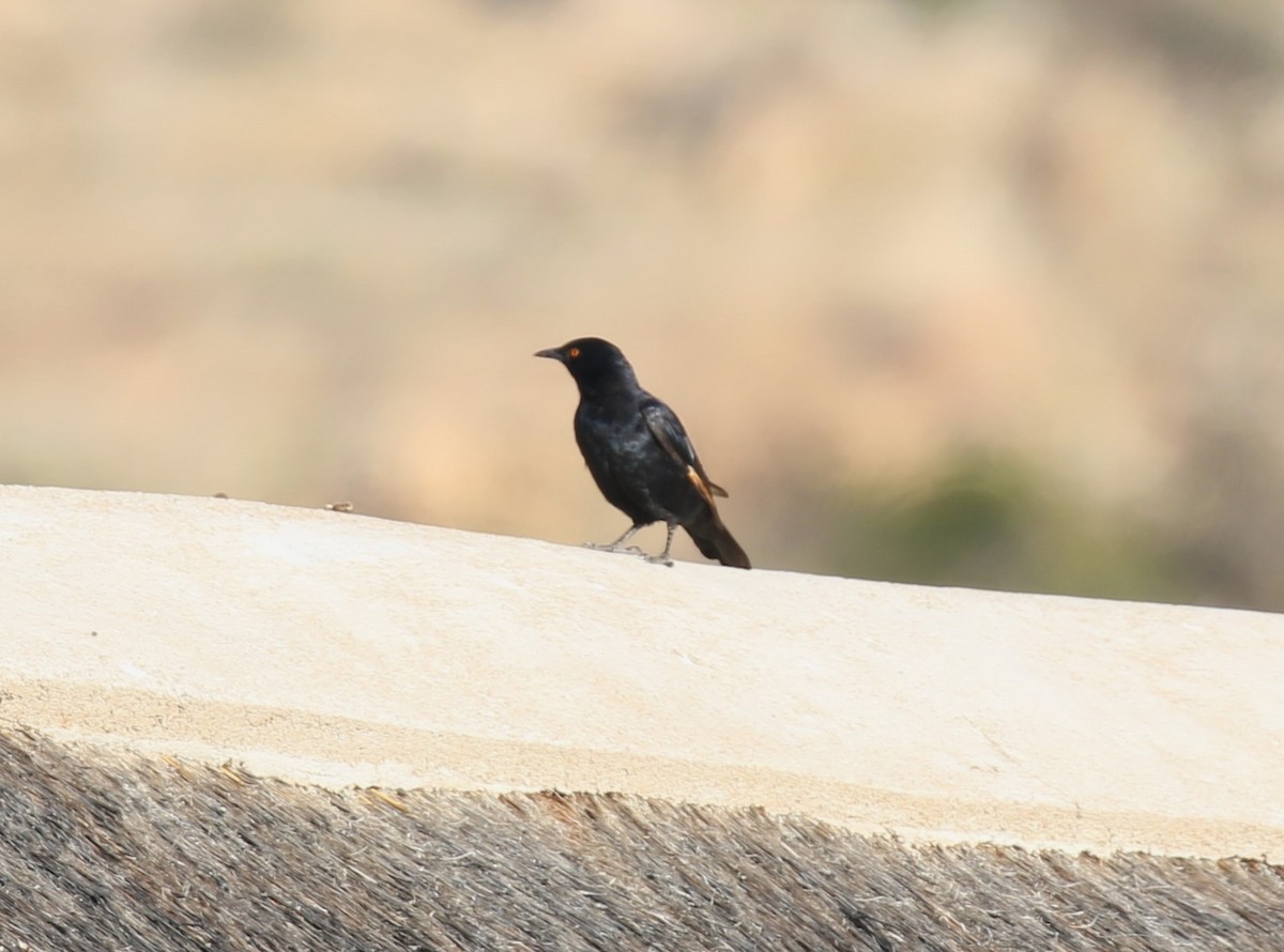 Pale-winged Starling - ML628292823