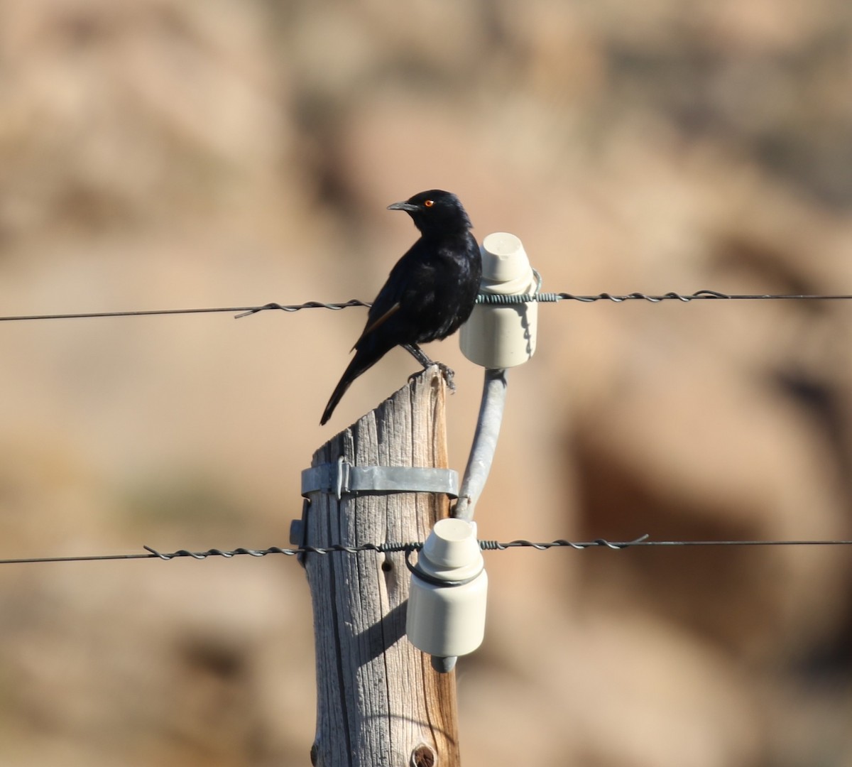 Pale-winged Starling - ML628292824