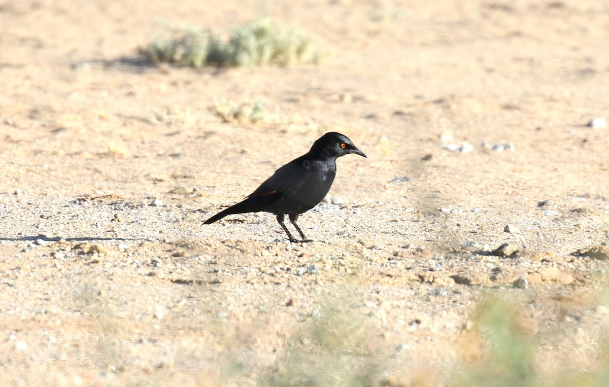 Pale-winged Starling - ML628292825