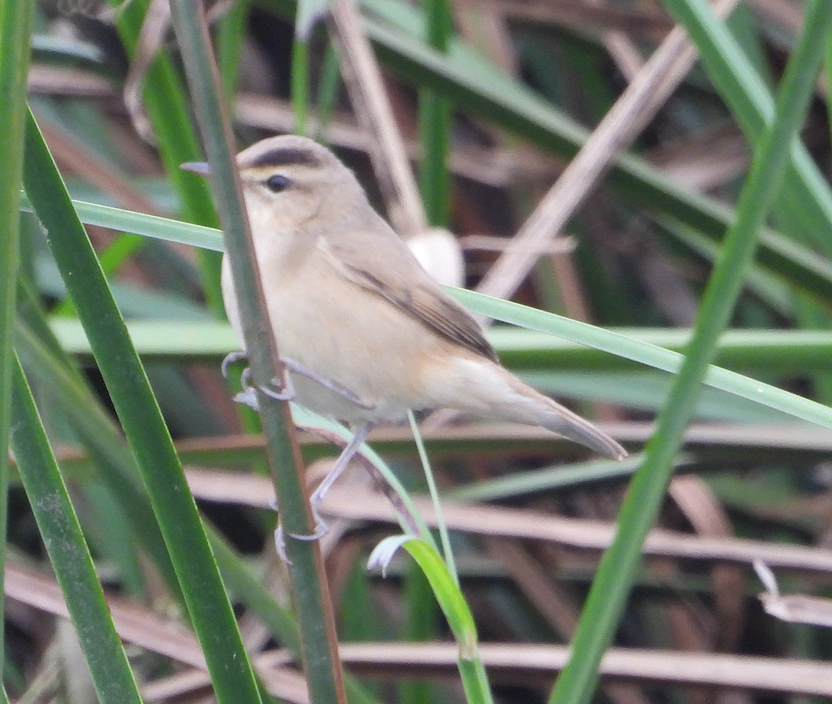 Black-browed Reed Warbler - ML628292829