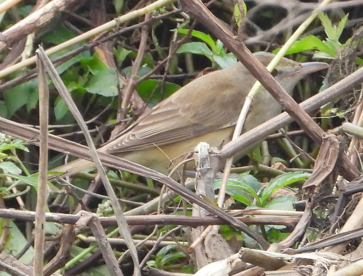 Oriental Reed Warbler - ML628292862