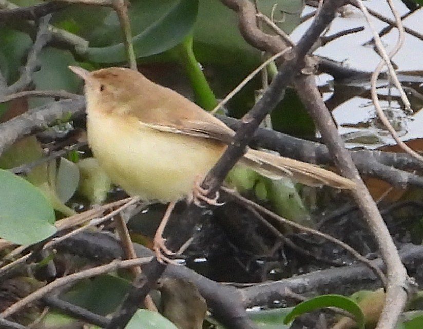 Plain Prinia - ML628292990