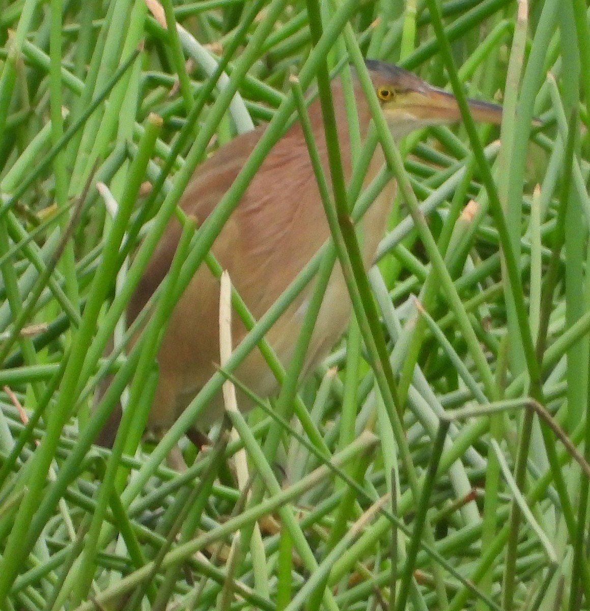 Cinnamon Bittern - ML628293119