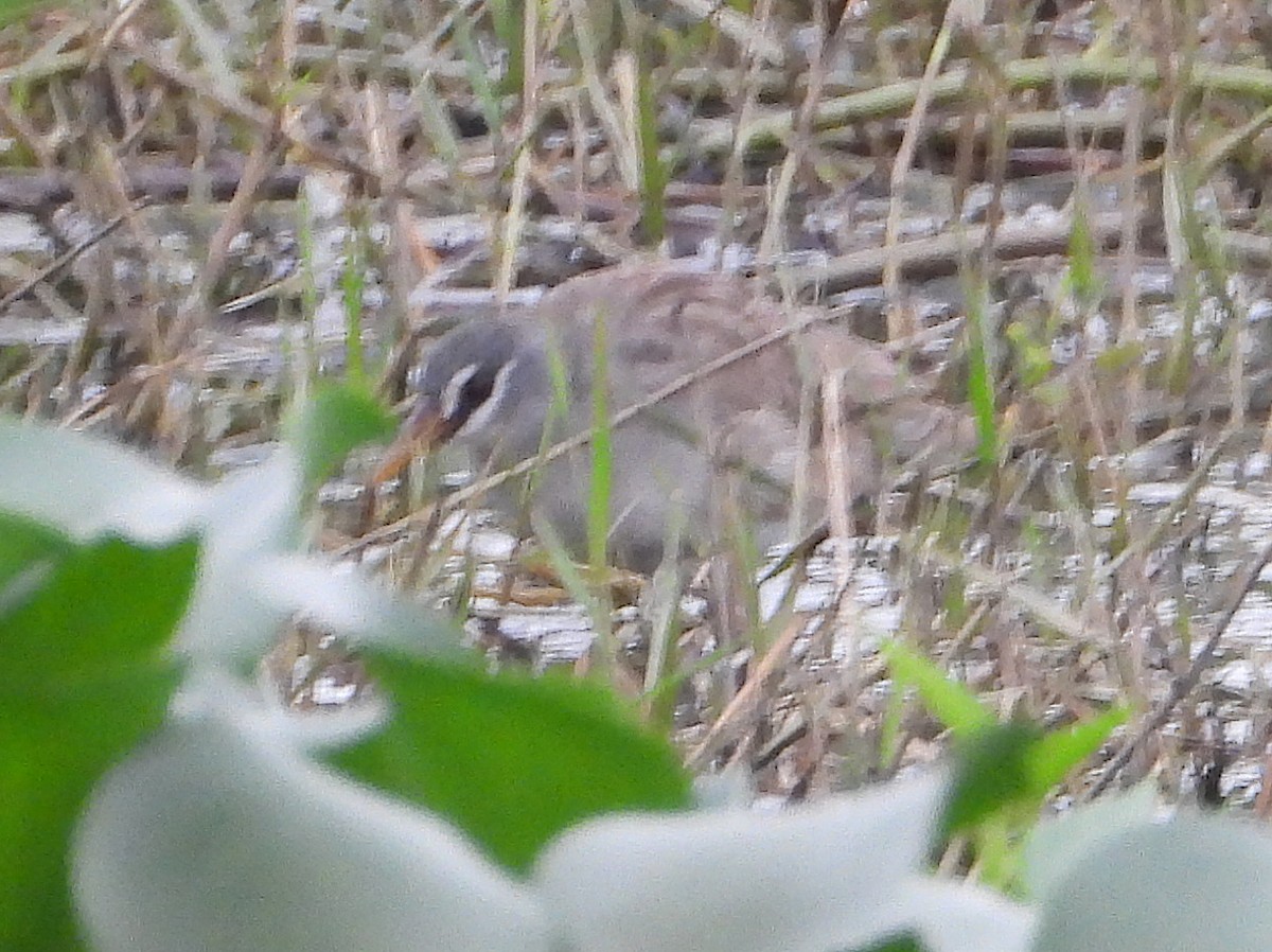 White-browed Crake - ML628293125