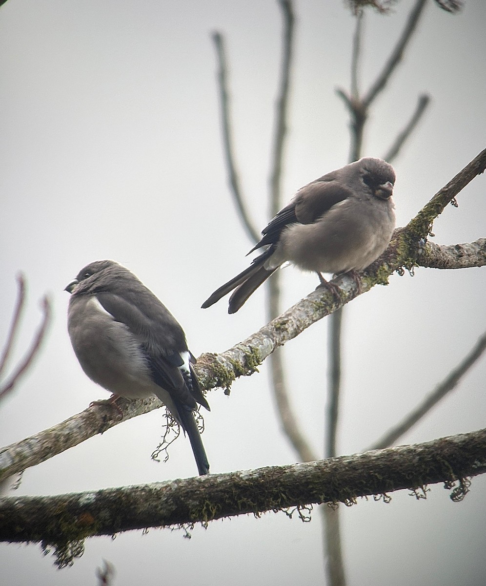 Brown Bullfinch - ML628293234