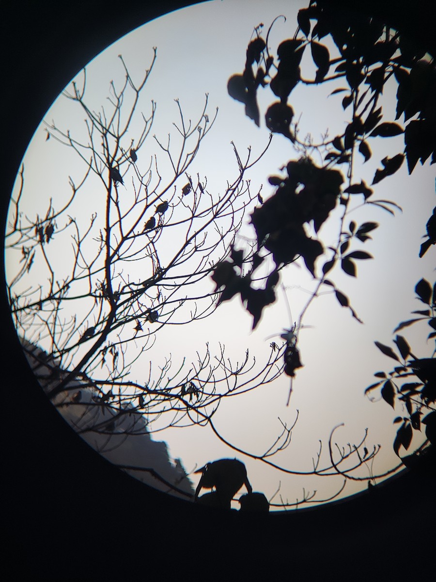 Brown Bullfinch - ML628293240