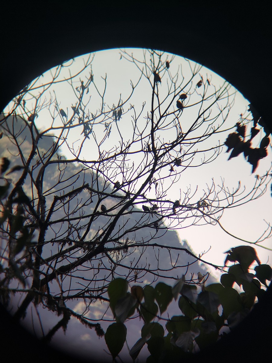 Brown Bullfinch - ML628293241