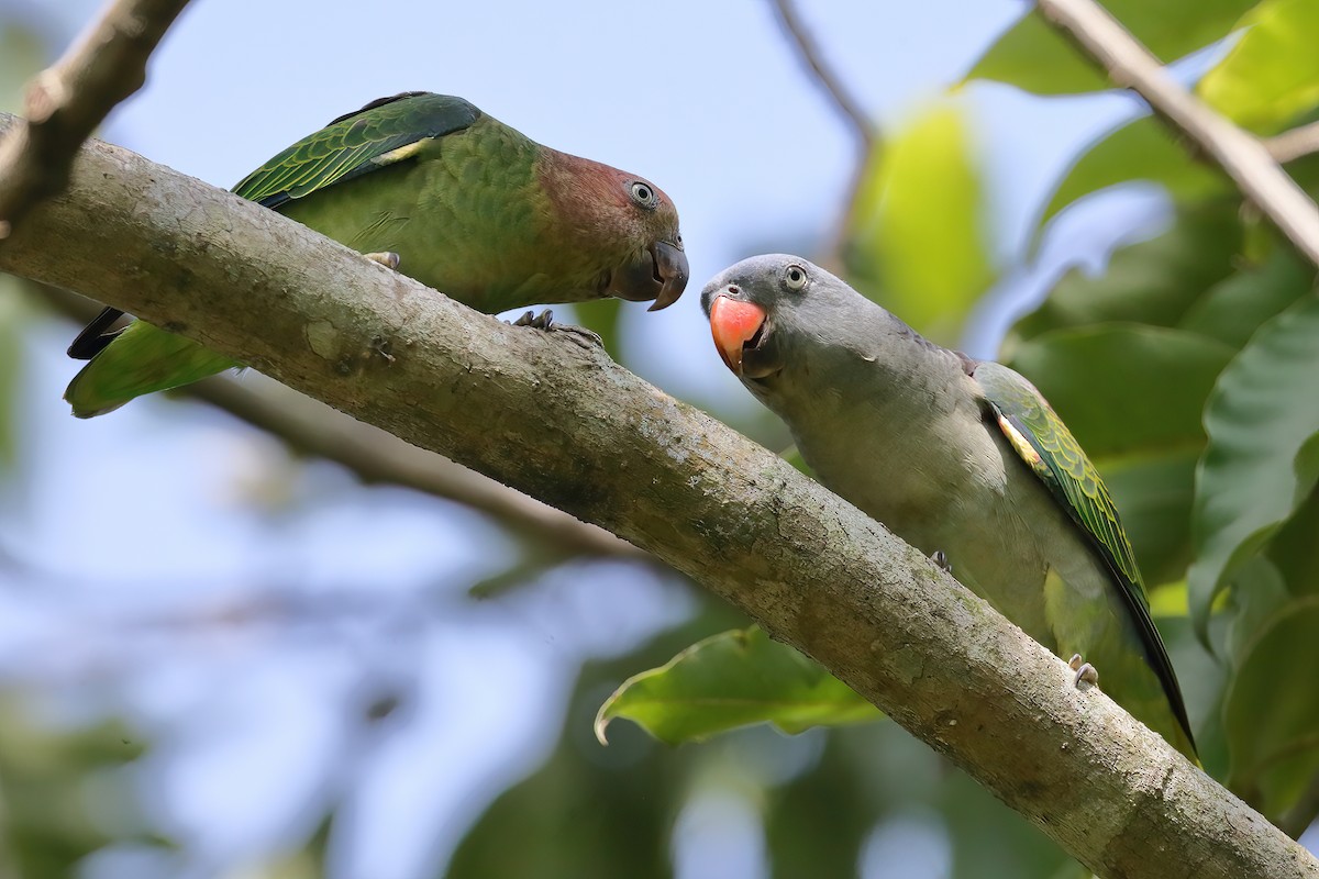 Blue-rumped Parrot - ML628293297