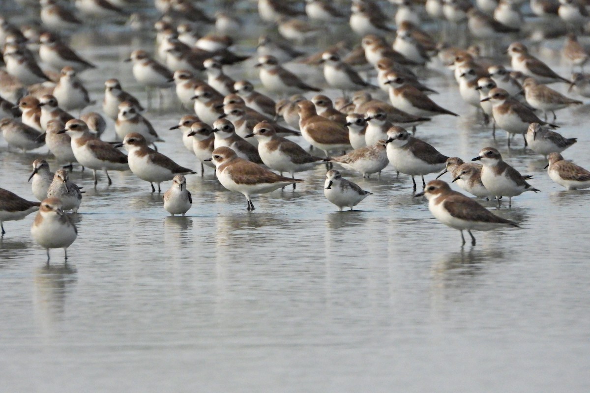 Spoon-billed Sandpiper - ML628293388