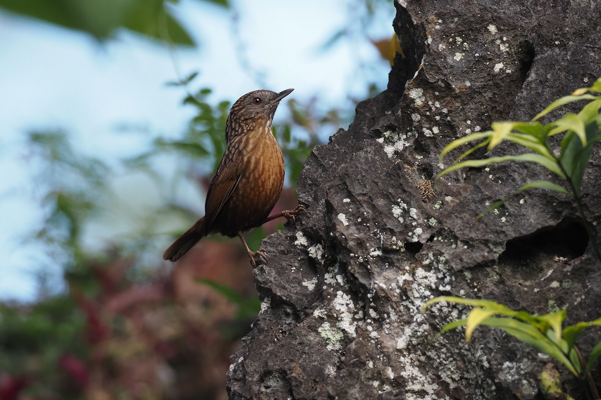 Streaked Wren-Babbler - ML628293428