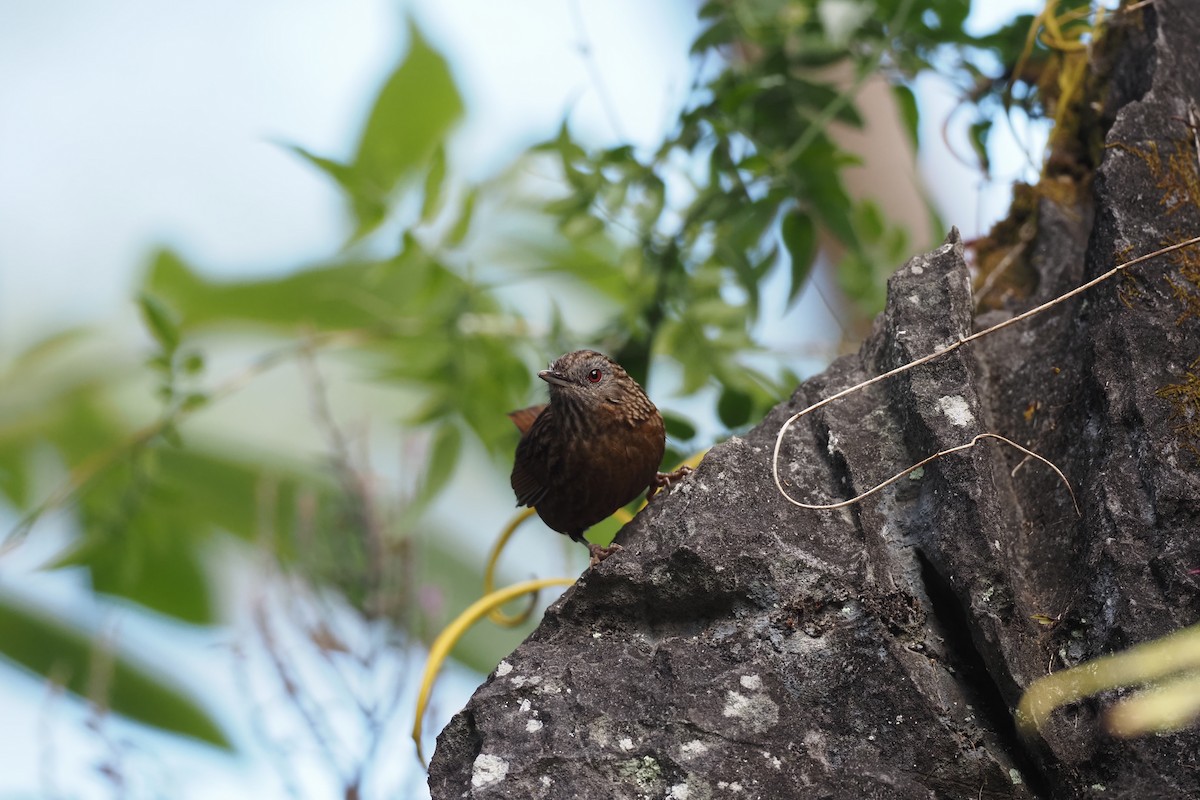 Streaked Wren-Babbler - ML628293429