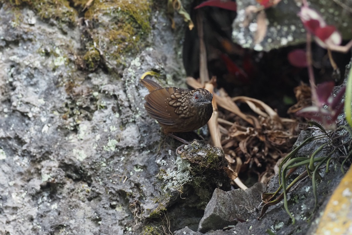 Streaked Wren-Babbler - ML628293430