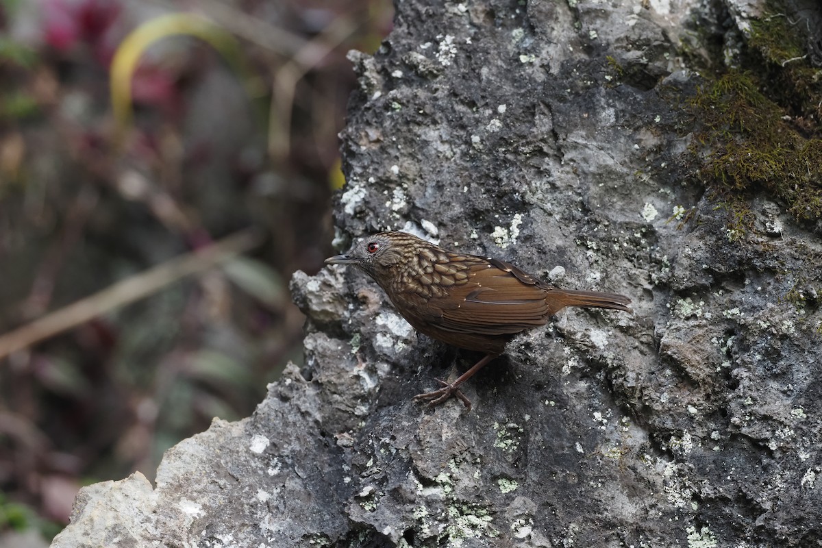 Streaked Wren-Babbler - ML628293431