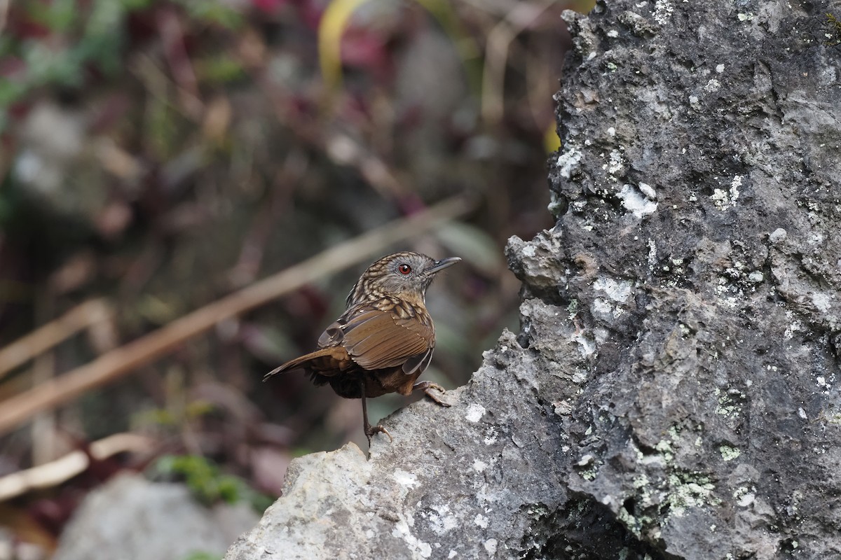 Streaked Wren-Babbler - ML628293432