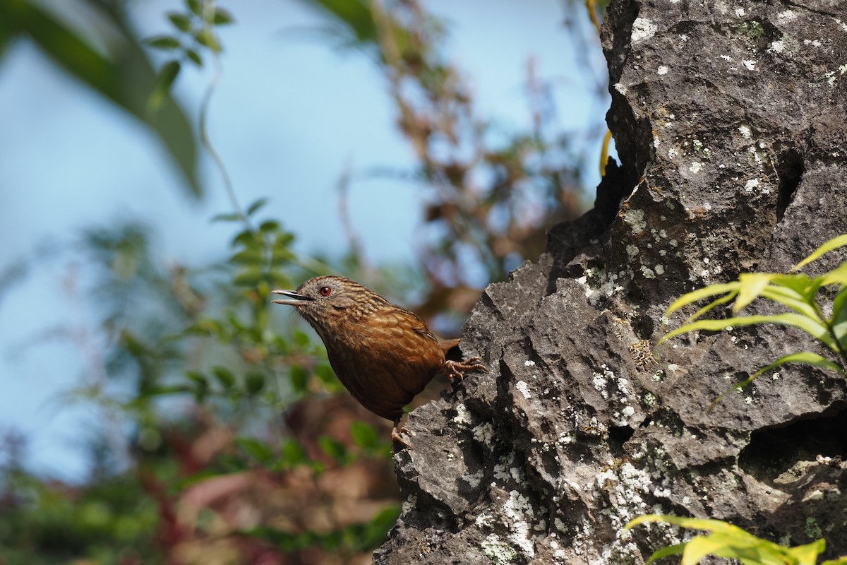 Streaked Wren-Babbler - ML628293433