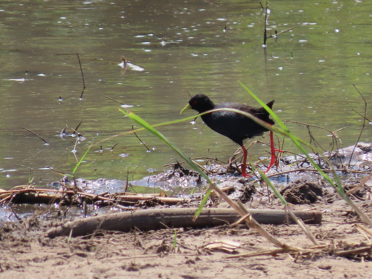 Black Crake - ML628293434