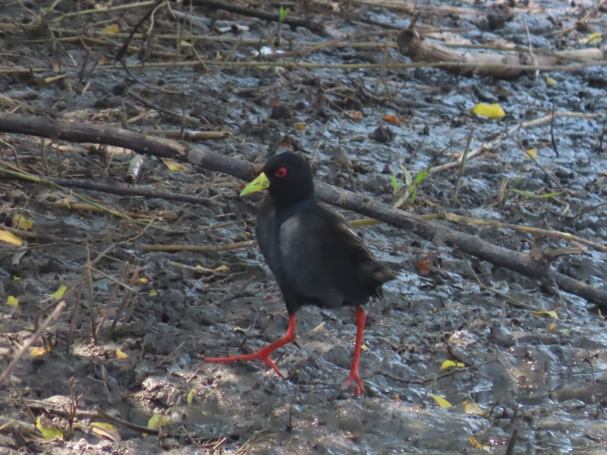 Black Crake - ML628293435