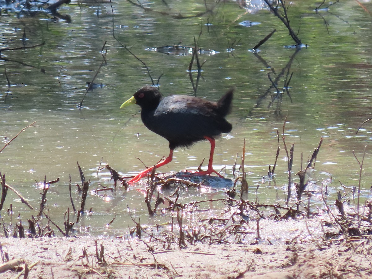 Black Crake - ML628293436