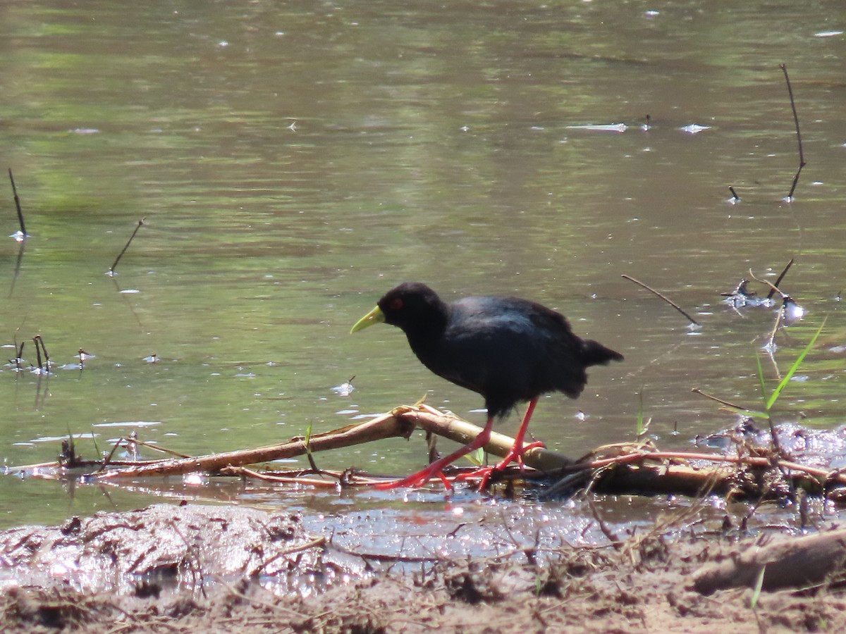 Black Crake - ML628293437