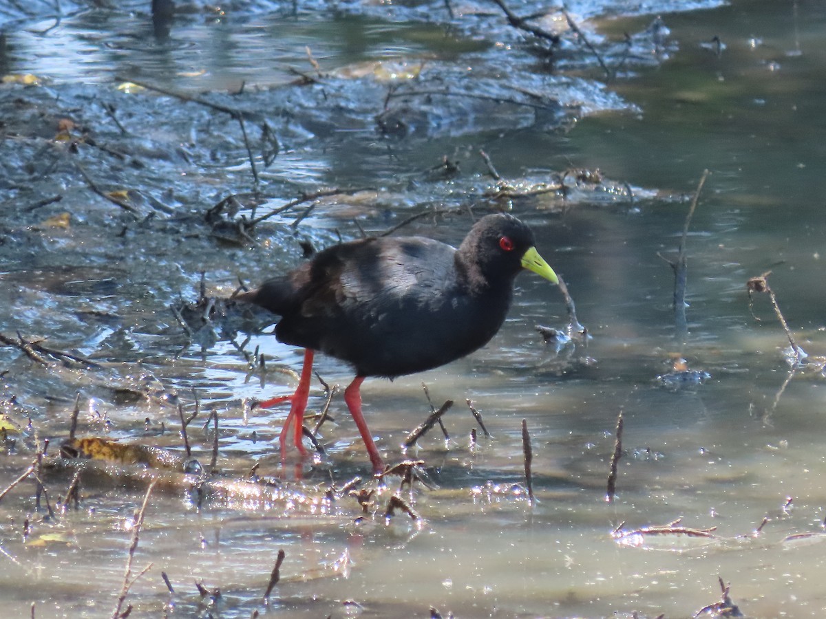 Black Crake - ML628293438