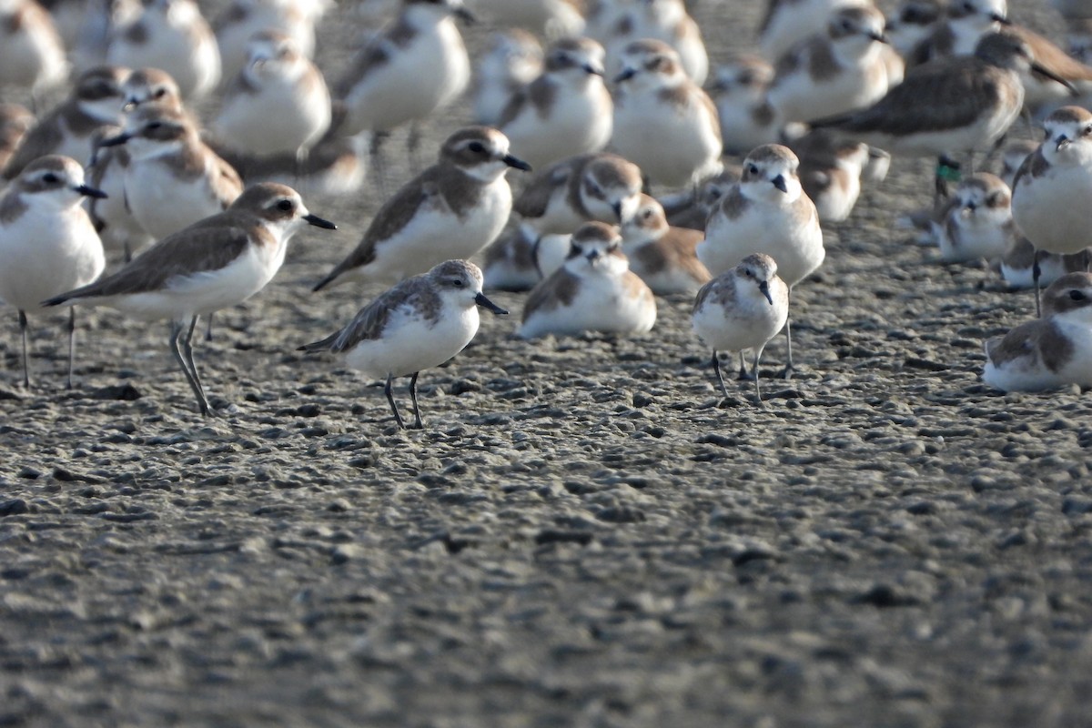 Spoon-billed Sandpiper - ML628293441
