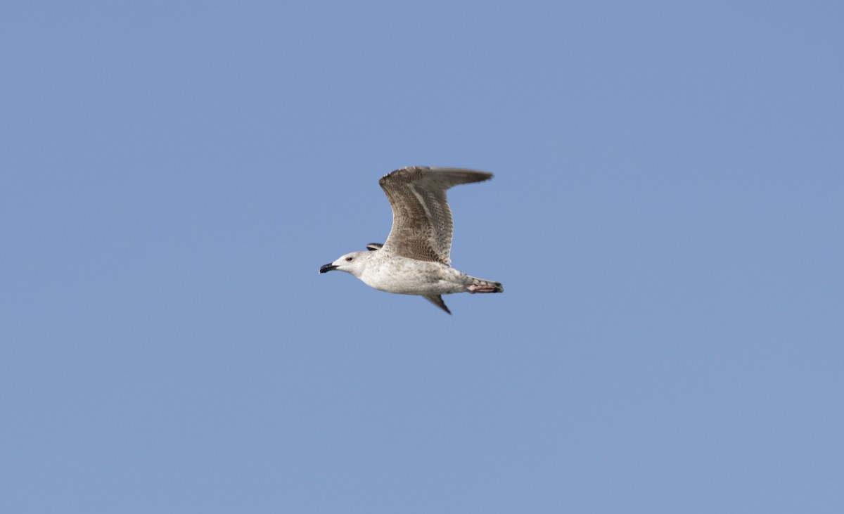 Great Black-backed Gull - ML628293689