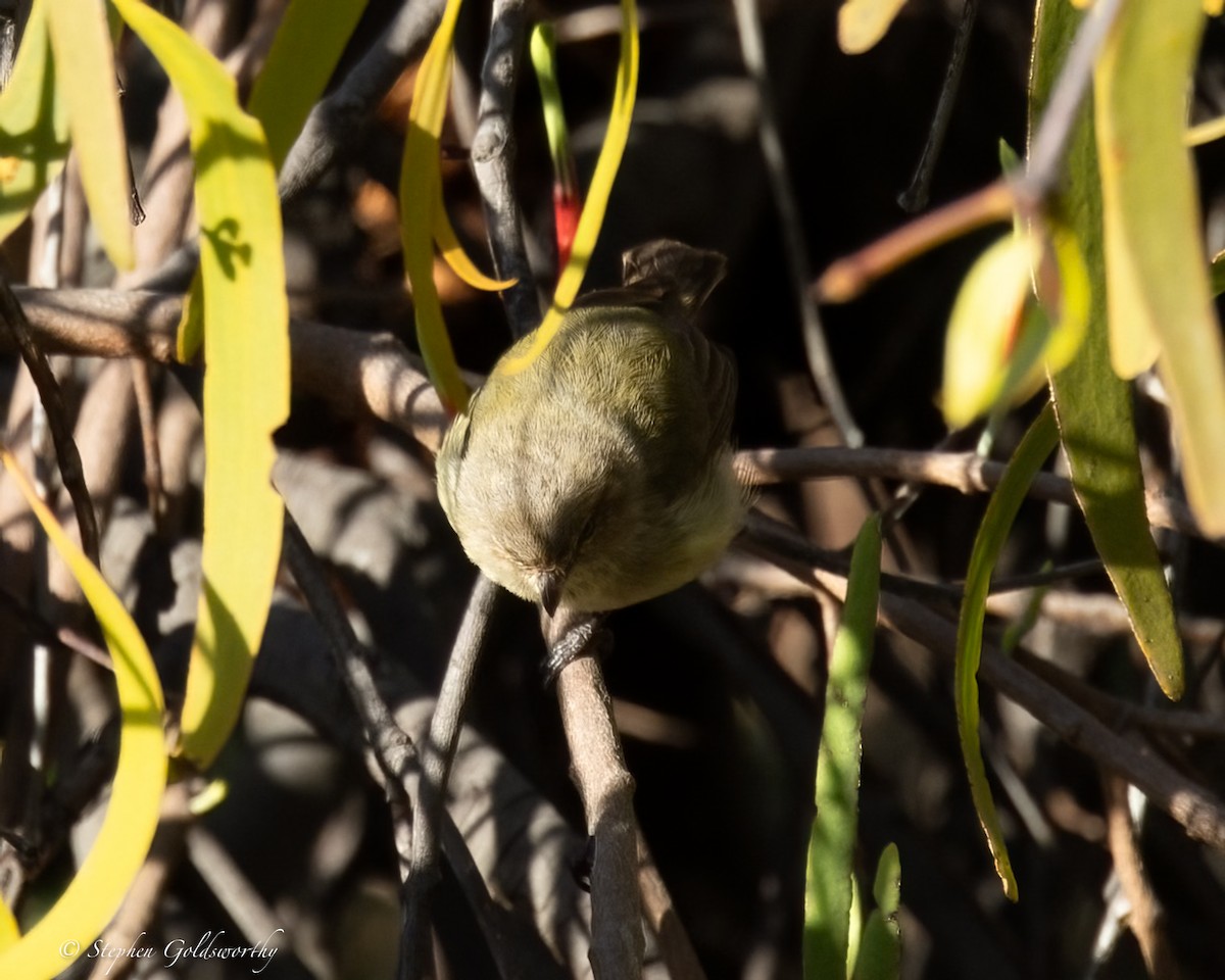 Weebill - ML628293894