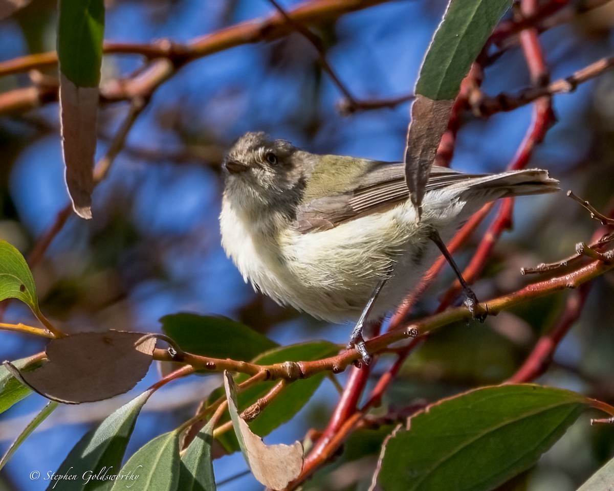 Weebill - ML628293898