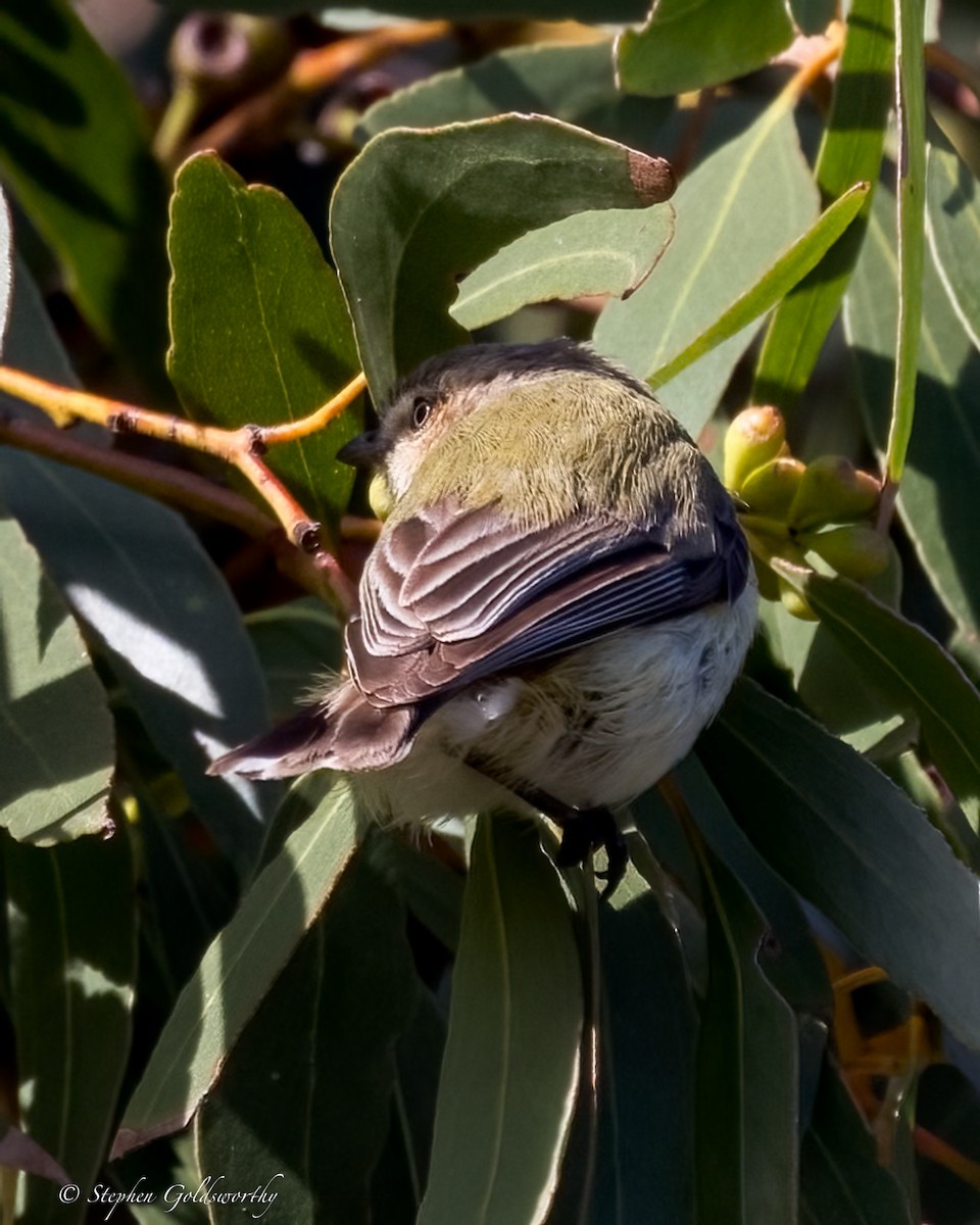 Weebill - ML628293899